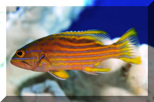 Cephalopholis pt III